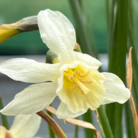 Narcissus 'Sailboat'